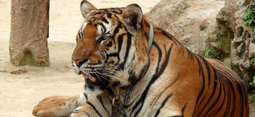 tiger temple