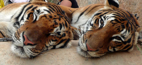 tiger temple