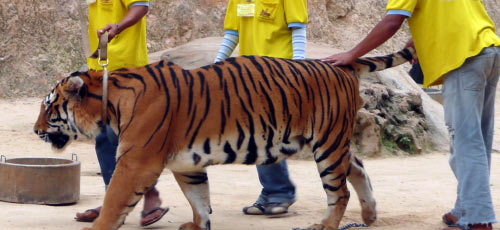 tiger temple